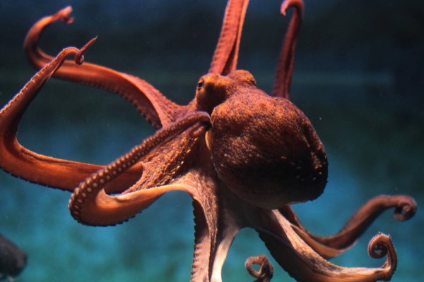 Кракен маркетплейс kraken clear com