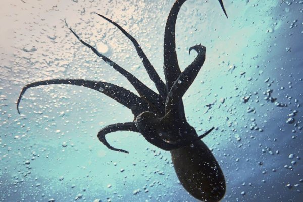 Kraken20 at