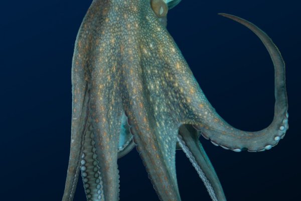 Kraken 12 att