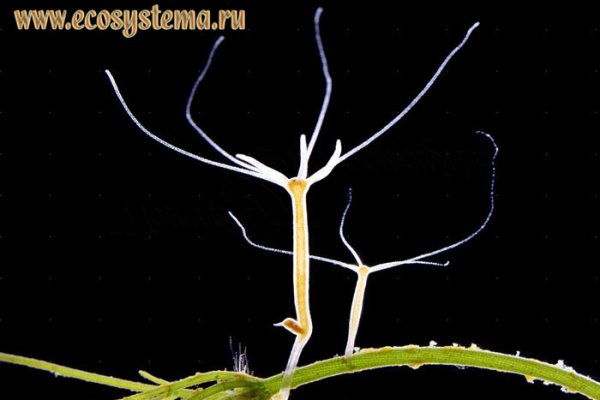 Ссылки зеркала на kraken