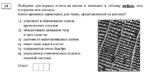 Кракен лег